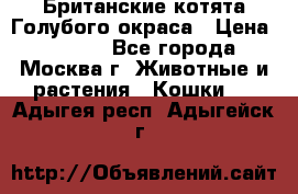 Британские котята Голубого окраса › Цена ­ 8 000 - Все города, Москва г. Животные и растения » Кошки   . Адыгея респ.,Адыгейск г.